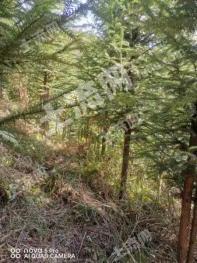 文山广南县 1090 灌木林地 经营权出租