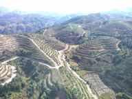 福州闽清县 154.26亩 果园 经营权转让