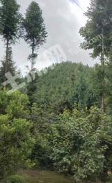 保山施甸县450亩 其它林地经营权转让