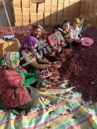 和田墨玉县 198亩 旱地经营权转让