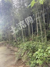 赣州定南县45亩林地-其它林地经营权转让