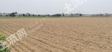 孝感安陆市 300亩 旱地 经营权出租