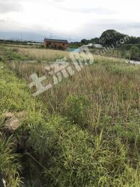 金华金东区 100亩 水田 经营权出租