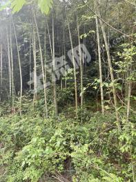 赣州定南县38亩林地-其它林地经营权转让