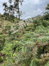 赣州定南县50亩园地-其它园地经营权转让