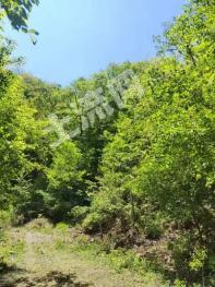 通化集安市 4000亩 乔木林地 经营权转让