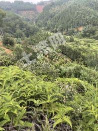 赣州定南县800亩林地-其它林地经营权转让