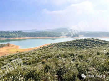 上饶余干县万亩茶油林 其它林地经营权 入股