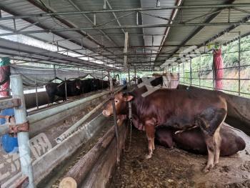 会昌县400头牛场经营权出租