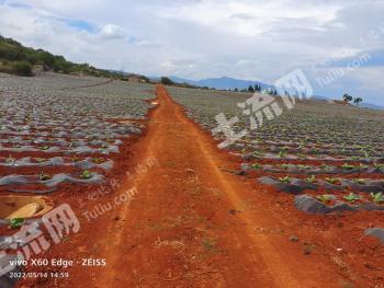 玉溪江川区 56亩 旱地 经营权出租