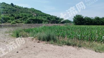 平凉灵台县62.57亩水浇地出租