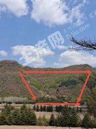 通化通化县 60亩 有林地转让