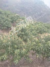 云南红河河口60亩 果园经营权 出租