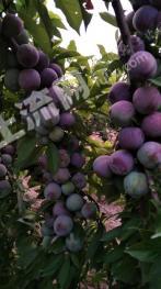 宿迁泗洪县39.13亩其它耕地果园转让