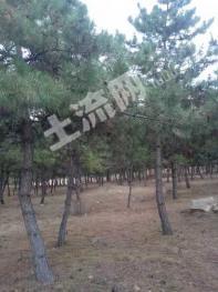 赤峰松山区 500亩 乔木林地 经营权转让