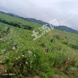 九江彭泽县350亩旱地经营权出租