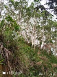 云浮郁南县 49亩 其它林地 经营权转让