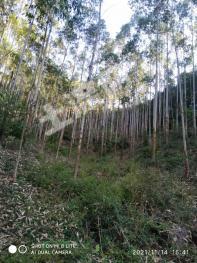 桉树郁南县 50亩 林地林木 经营权转让