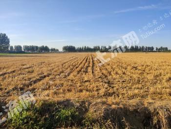 衡水饶阳县5.6亩水浇地经营权出租