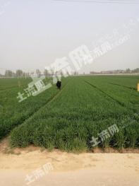 菏泽郓城县 2.6亩 水浇地 出租