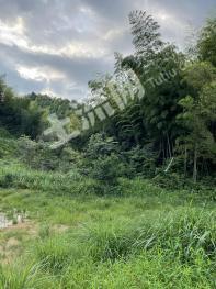 赣州定南县60亩林地-其它林地经营权转让