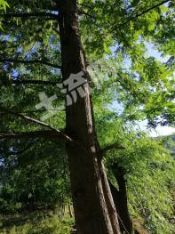 绵阳平武县 20000亩 乔木林地 经营权转让