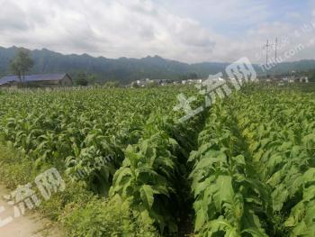 张家界永定区50亩水田带超网红亲子采摘农庄出租