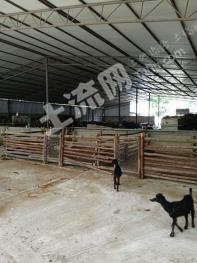 云南红河3亩河口养殖大棚经营权转包