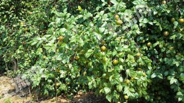 转让耒阳灶市1300亩油茶基地