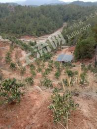 赣州瑞金市14.8亩果园经营权转让