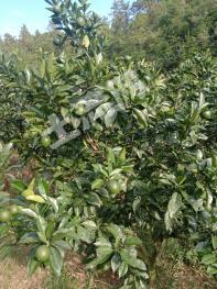 赣州瑞金市15.95亩果园经营权转让