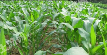 周口太康县 20亩 水浇地 经营权出租