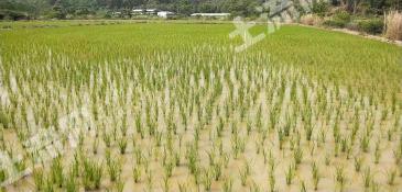 郴州桂东县 93.2亩 水田 经营权出租