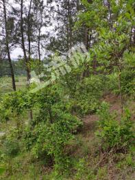 汉中洋县 256.16亩 乔木林地 经营权转让