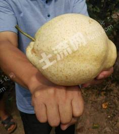 临沂费县100亩果园经营权转让