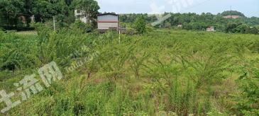 绵阳三台县 2000亩 旱地 经营权出租