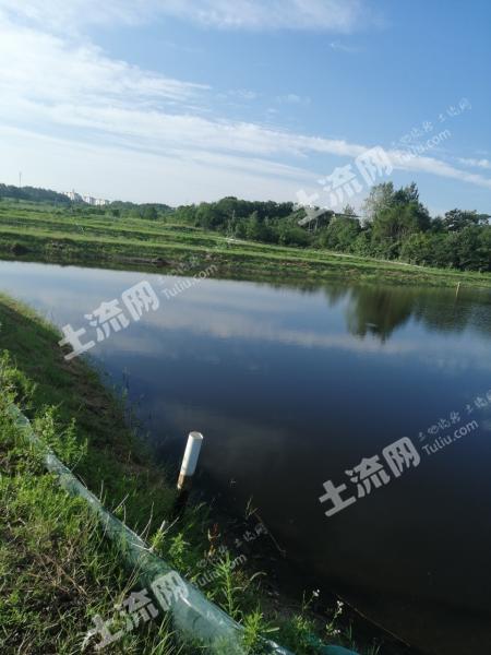 武汉黄陂区 60亩 坑塘水面 经营权出租