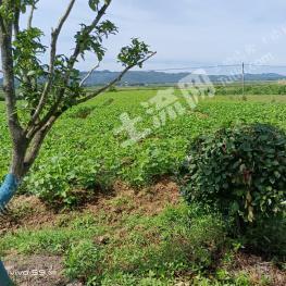 九江彭泽县150亩旱地经营权出租