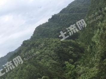衢州开化县 401亩 其它林地 经营权转让