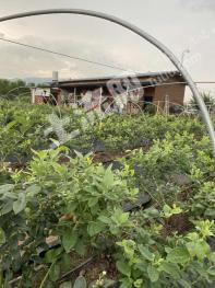 玉溪澄江县 44亩 果园（蓝莓园） 经营权转包