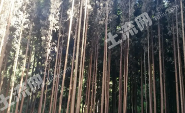 雅安荥经县 3800亩 乔木林地 经营权转让