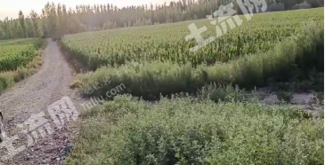 伊犁察布查尔锡伯自治县 8000亩 旱地 经营权出租