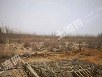 和田于田县 181亩 旱地 经营权转让