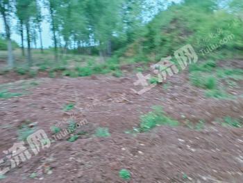 洛阳汝阳县 27.67亩 旱地 经营权转让