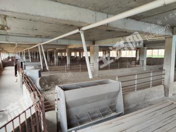 商丘夏邑县 30亩 畜牧养殖用地 经营权出租