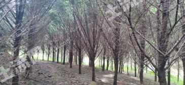 赣州全南县90亩苗圃经营权转让