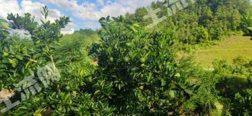 赣州全南县220亩有林地经营权转让