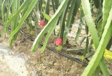 南通启东市 50亩 果园 转包