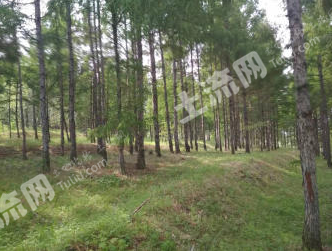 黑龙江绥化望奎县 250亩 有林地 经营权转包