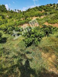 赣州会昌县50亩果园经营权转让